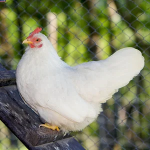 مرغ و تخم مرغ یاسین (مرغ زنده)