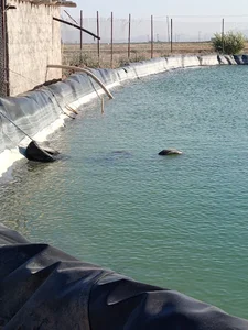 باغ قاضی