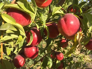 خیابان همیشه بهار