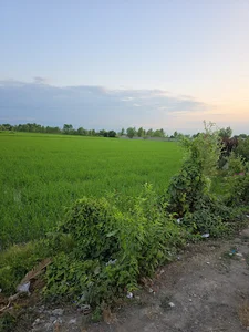 شالیزار برنج