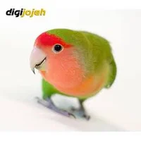 طوطی برزیلی - دیجی جوجه
