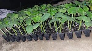 گلخانه رویال تک شجاعی