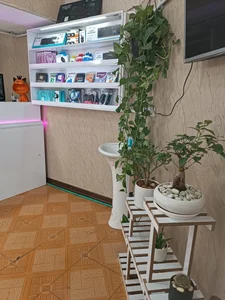 کافی نت بووف 5