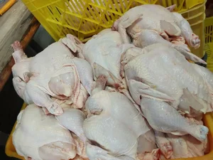 مرغ و گوشت بابک بخشی 4
