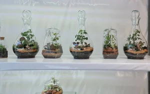 خانه تراریوم مهاباد_ golin.terrarium