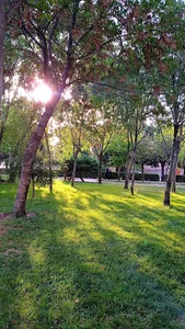 بوستان امام علی (ع)