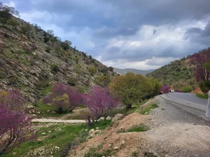 تنگه ارغوان