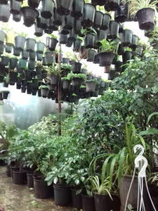 گلسرای ارکیده