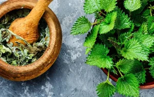 10 خاصیت گزنه که شما را شگفت‌زده می‌کند • دیجی‌کالا مگ