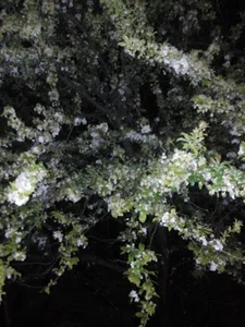 دبیرخانه کمیسیون ماده ۱۰۰ شهرداری ساری
