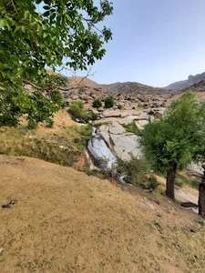 پاتوت