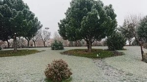بوستان نرگس