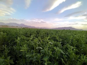 مزرعه و پرورش ماهی بهزاد طهماسبی