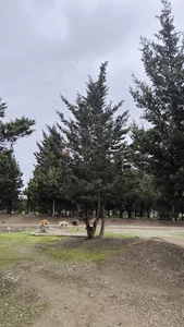 بوستان جنگلی کاج و اوکالیپتوس