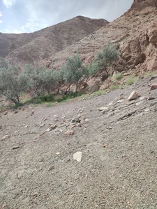 چشمه زرد