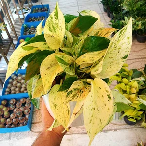 کافه گلخانه آوا