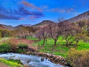 کلیایی
