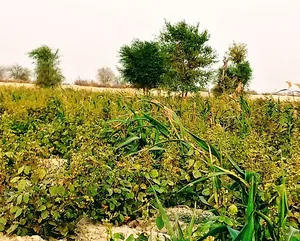اداره منابع طبیعی و آبخیزداری شهرستان چابهار