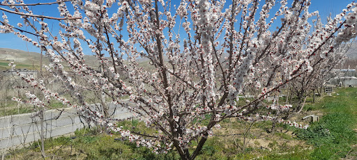 باغ مرادی