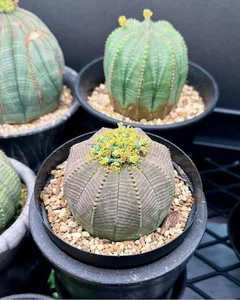 فروشگاه گل کاکتی