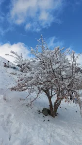 کلاته چهل دختر