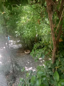 کافه رستوران چای بار 2