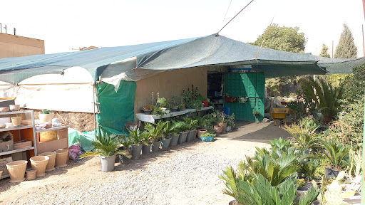 گل فروشی گلخانه شهرک الماسی
