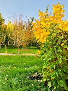باغ قائدی