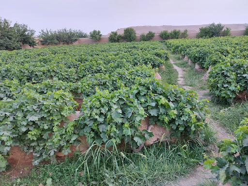 پاين کج عبدالستار