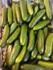 بازارچه میوه و تره بار بلوط 3