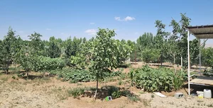 باغچەی فریا