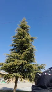 پارک گلشهر