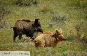 منطقه حفاظت شده لشگردر