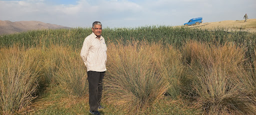 باغ مجید