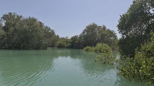 جنگل حرا