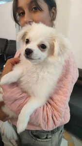 Vian petclinic کلینیک دامپزشکی ویان