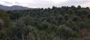 باغ زیبا و سرسبز سعیدرحیمی