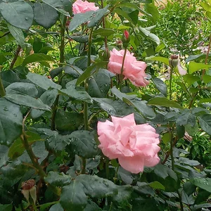 پارک جنگلی