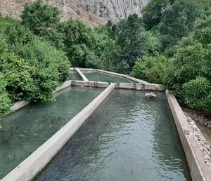 پرورش ماهی روستای هیر