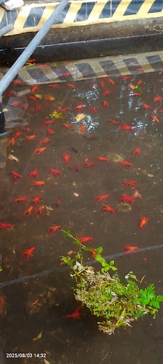 Nittambuwa town - නිට්ටඹුව නගරය