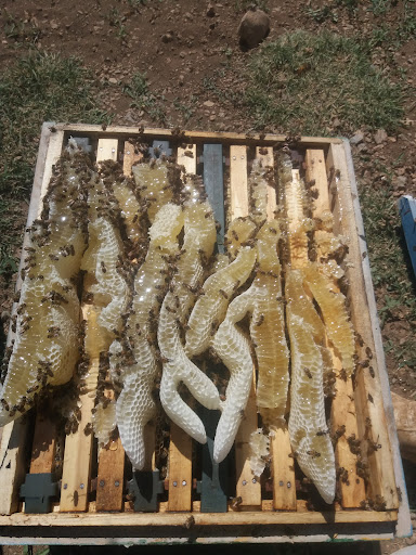 عسل گلدره جهانبین