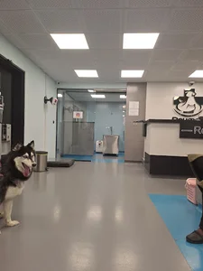 Peyman pet hospital