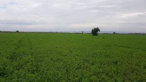 اتاق نگهبانی زمین سید مجید موسوی
