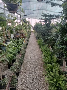 گلخانه احسان