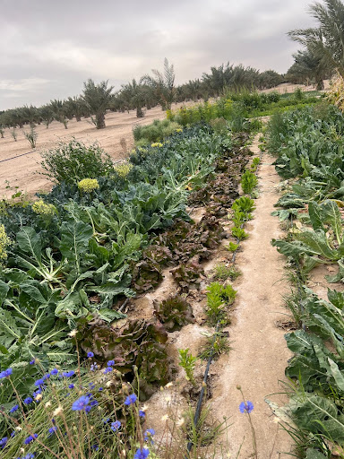 مزرعة مخلد الشاطري المطيري