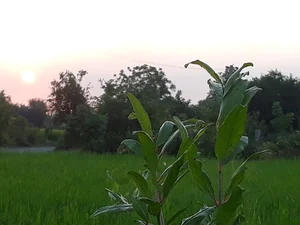 زمین فوتبال رکاوند
