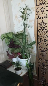 آشپزخانه تشريفات