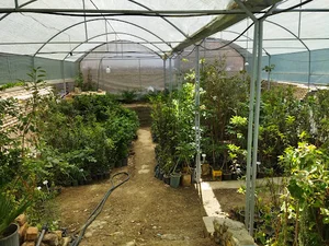 گلسرای یاس