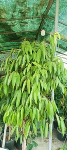 نمایشگاه گل و گیاه ناندینا 5