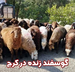 گوسفنده زنده ی مغان